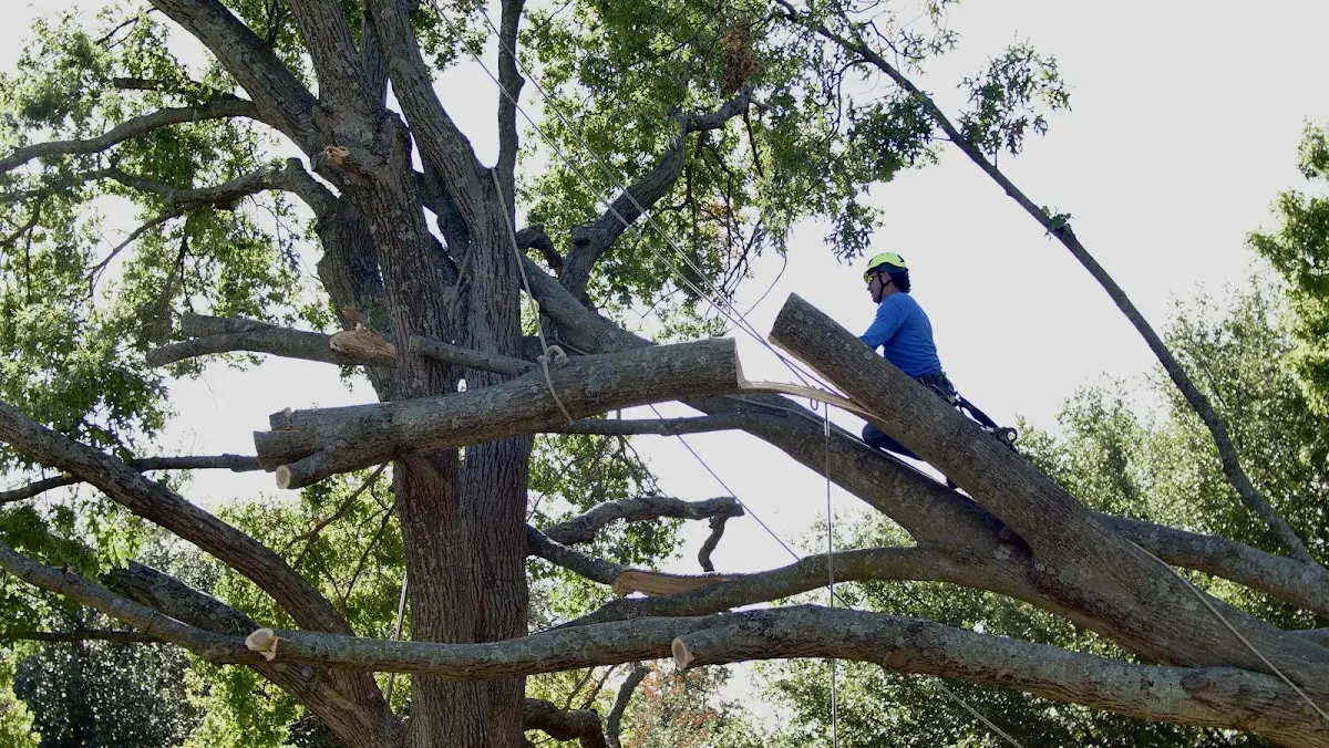 Professional Crown Thinning performed by certified arborists in Mansfield