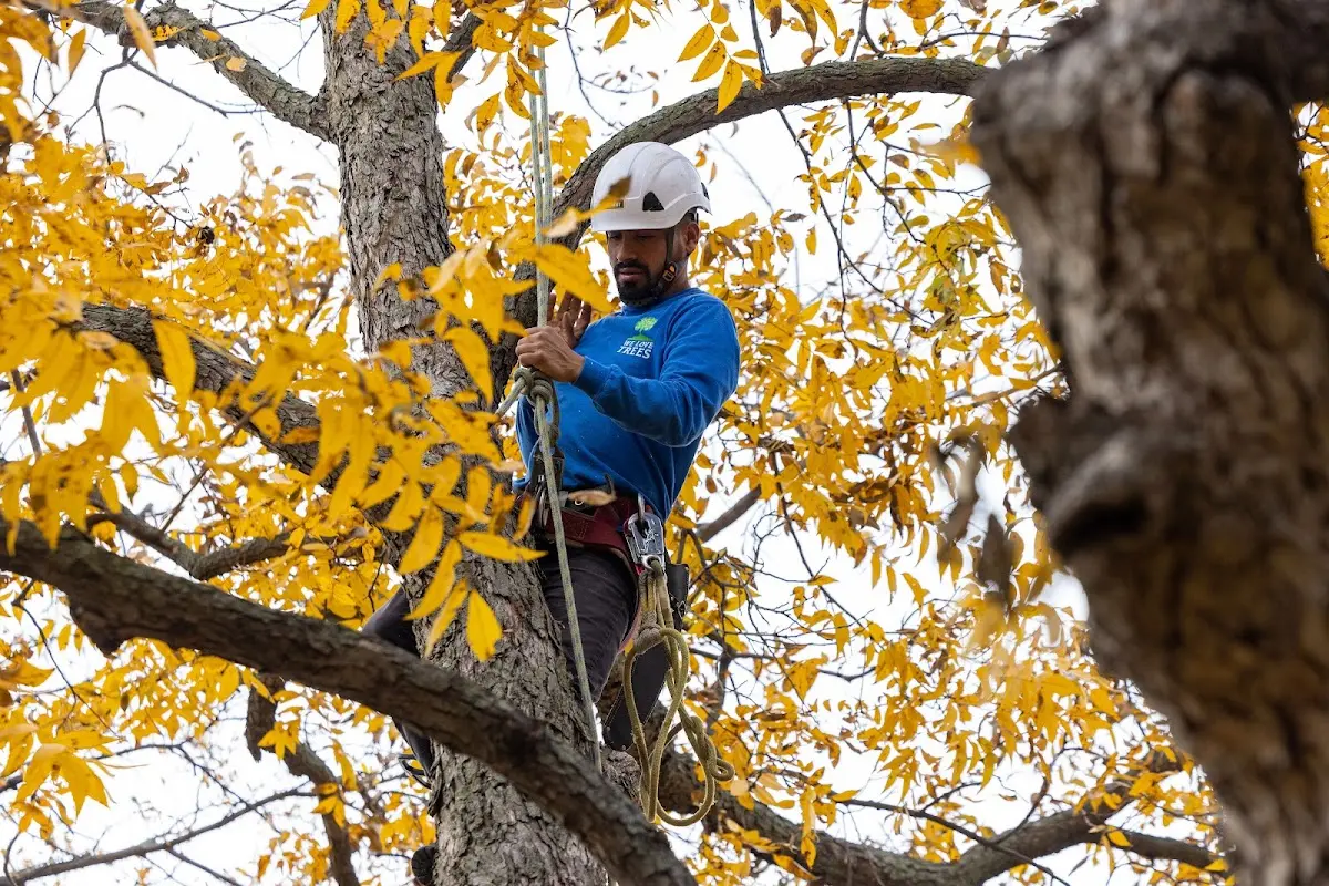 Skilled Storm Damage Cleanup crew working in Mansfield
