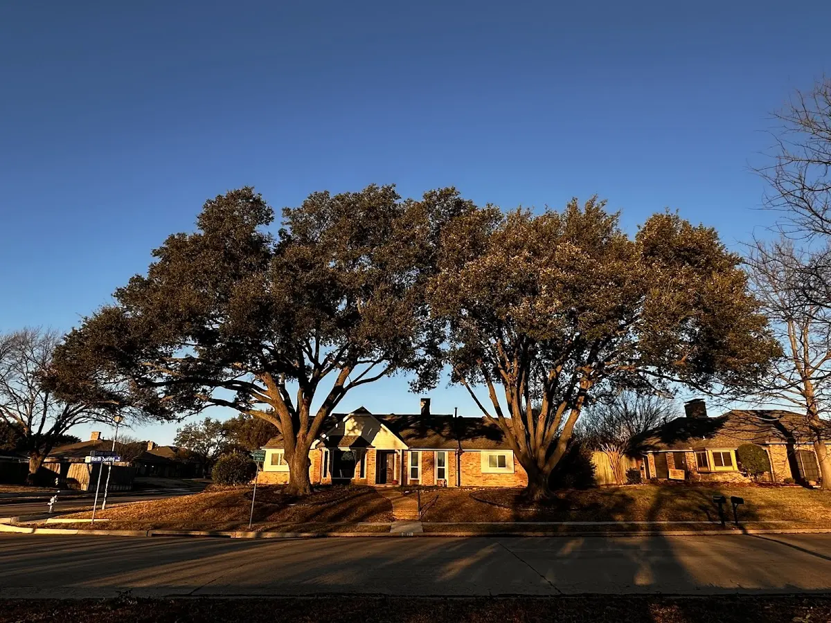 Established residential canopy tree shading a home in Mansfield